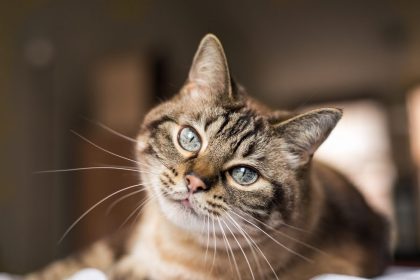 Werelddierendag: Vlaams Belang Brussel ondersteunt kattenopvang met gift