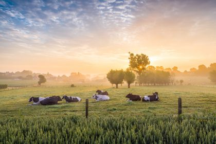 Vlaams Belang: “Nieuw Gemeenschappelijk Landbouwbeleid EU slecht voor Vlaanderen”