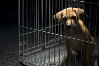 In 2019 5.580 meldingen van dierenmishandeling: “Nood aan strengere straffen”