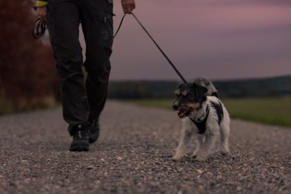 VB wil betere aanpak van hondendiefstal via DogID