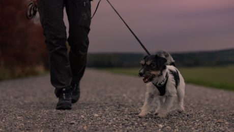 VB wil betere aanpak van hondendiefstal via DogID