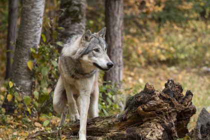 Aanwezigheid wolf in Vlaanderen kostte al meer dan half miljoen euro