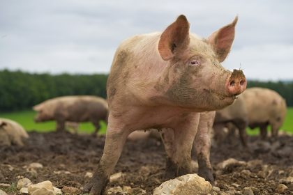“Onze varkenssector verdient alle steun in deze crisis”