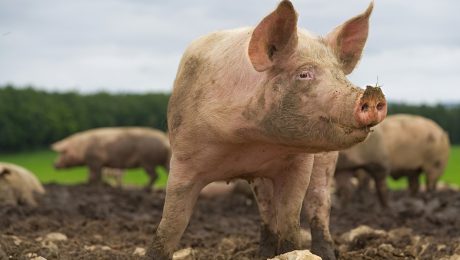 “Onze varkenssector verdient alle steun in deze crisis”