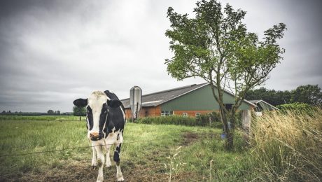 Vlaamse familiale landbouw sterft uit: bijna helft minder varkens-en runderboeren