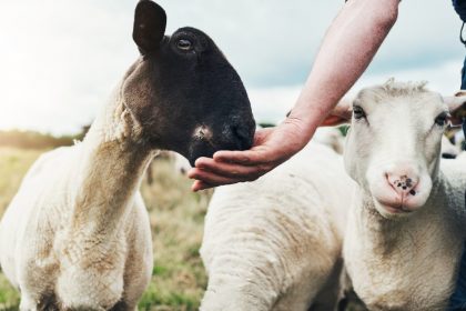 Debat onverdoofd slachten eindelijk op gang: “Ook in Brussel verdienen dieren respect”