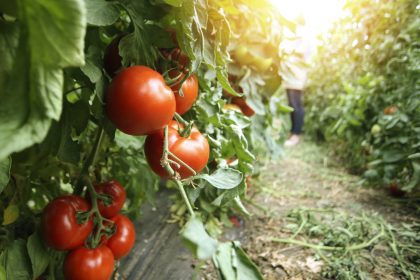 Dramatische afname tomaten- en perentelers in Vlaanderen