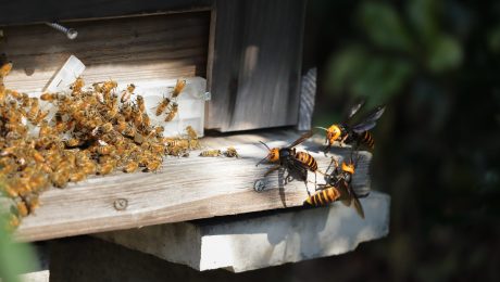Vlaams Belang gaat zelf middelen inzamelen om bijen te redden