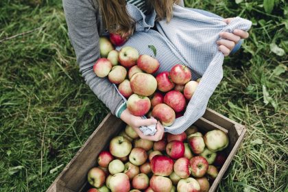 Meer dan 40 procent minder appeltelers sinds 2005