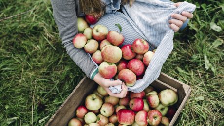 Meer dan 40 procent minder appeltelers sinds 2005
